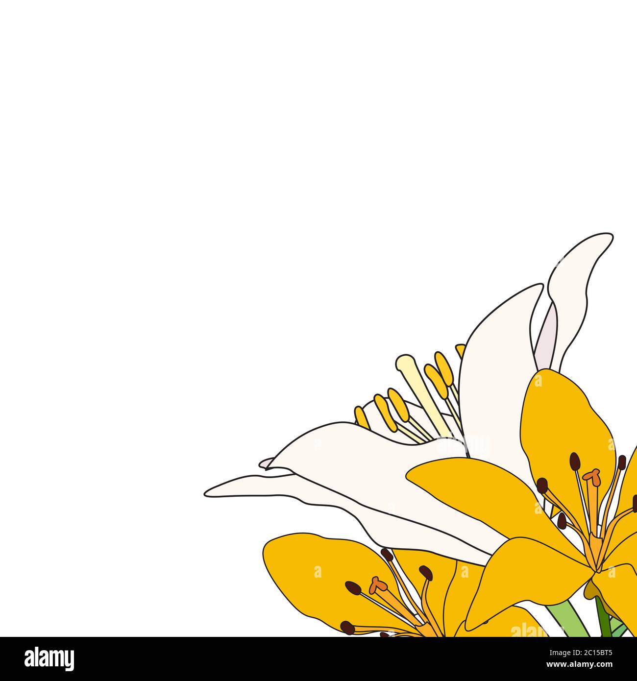 Hand drawn Lilly flower. Vector Illustration EPS10 Stock Vector Image ...