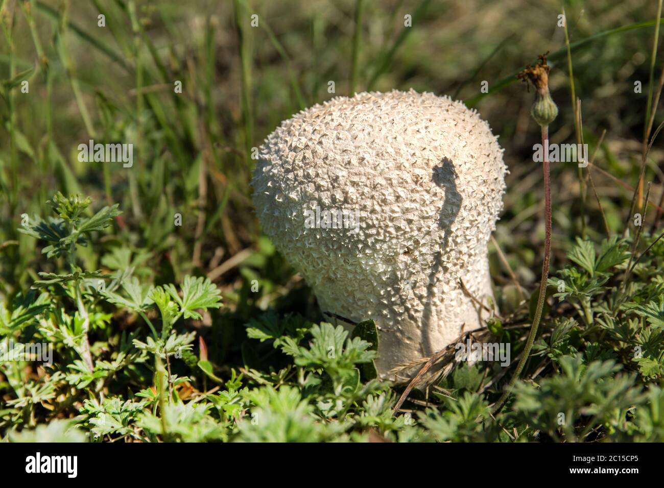 Common puffball mushroom - Lycoperdon perlatum - growing in green grass moss close up. Edible mushroom. Stock Photo