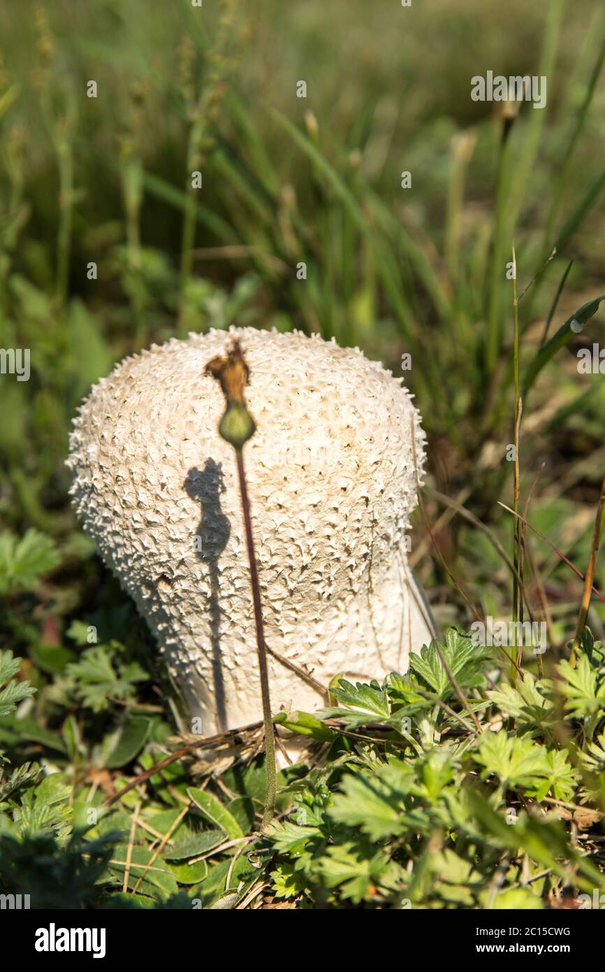 Common puffball mushroom - Lycoperdon perlatum - growing in green grass moss close up. Edible mushroom. Stock Photo