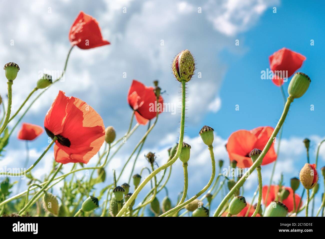 Red poppies in bloom on a field Stock Photo