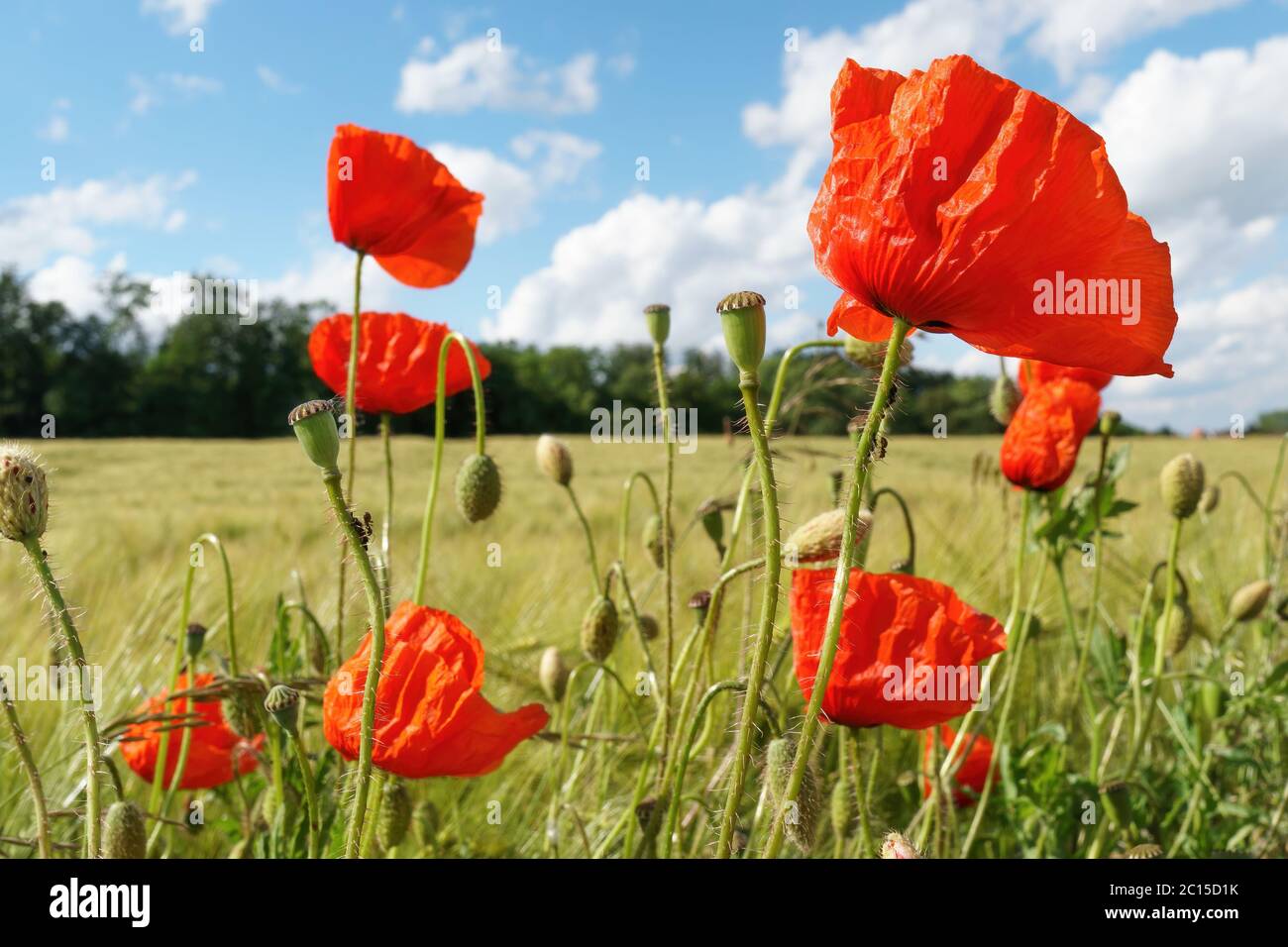 Red poppies in bloom on a field Stock Photo
