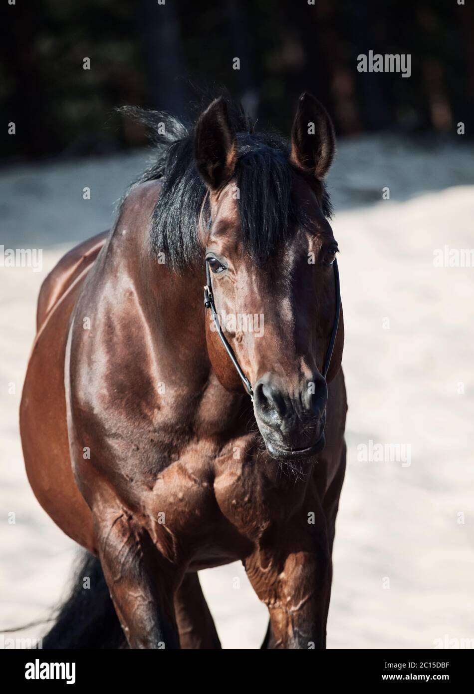 Horse breed hires stock photography and images Alamy