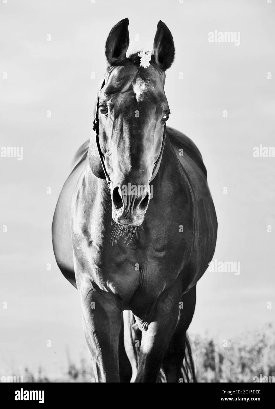 beautiful portrait of wonderful  bay  sportive  stallion Stock Photo