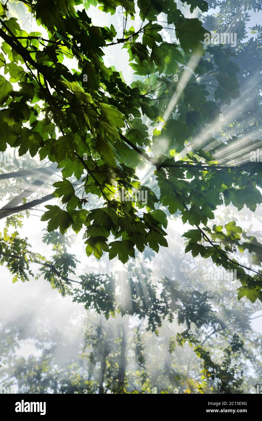 Sunbeams in green forest hi-res stock photography and images - Alamy