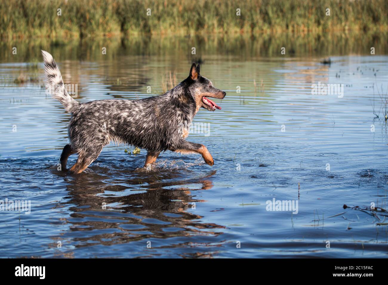 Australian Cattle Dog (Blue heeler) walking in the water of a dam mouth
