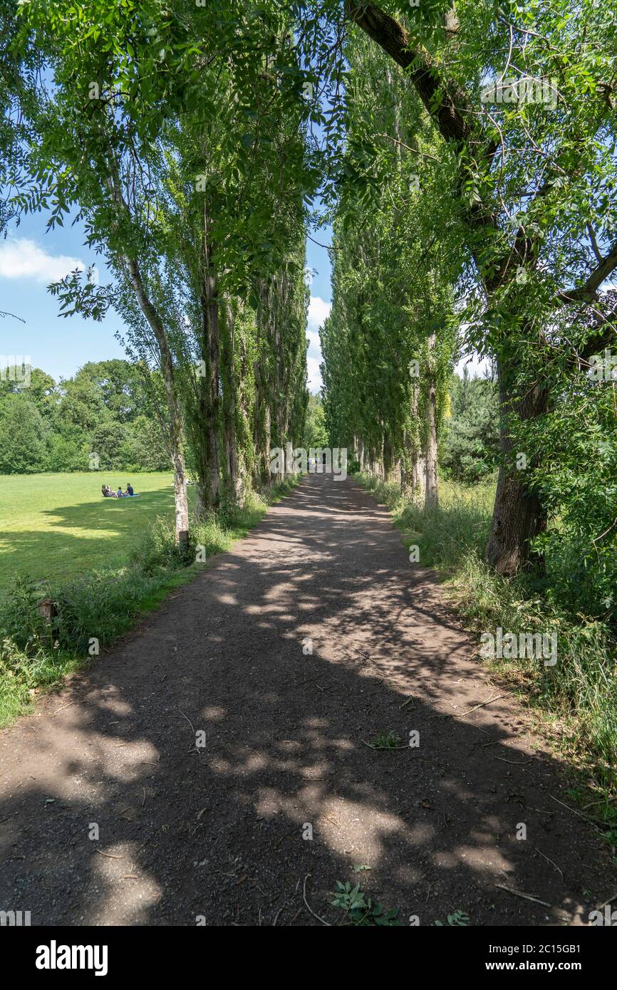 Tall trees provide shade along a path in the Fletcher Moss park and