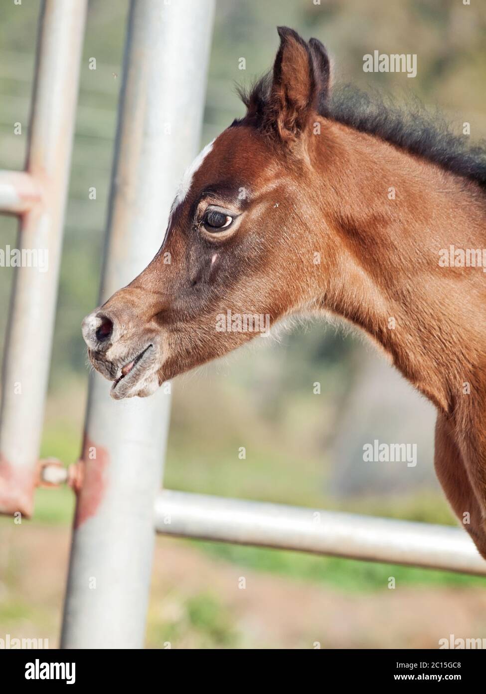 portrait of beautiful bay arabian little foal. Israel Stock Photo