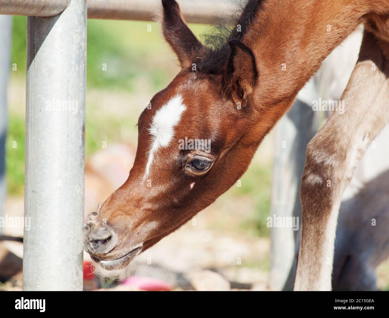 portrait of beautiful inquisitive arabian foal. Israel Stock Photo