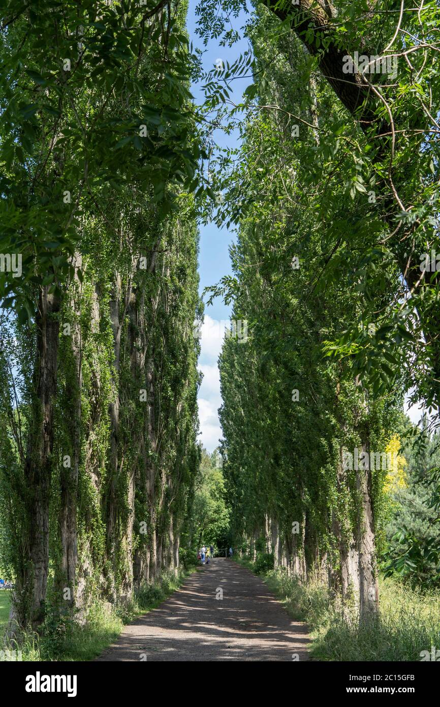 Tall trees provide shade along a path in the Fletcher Moss park and
