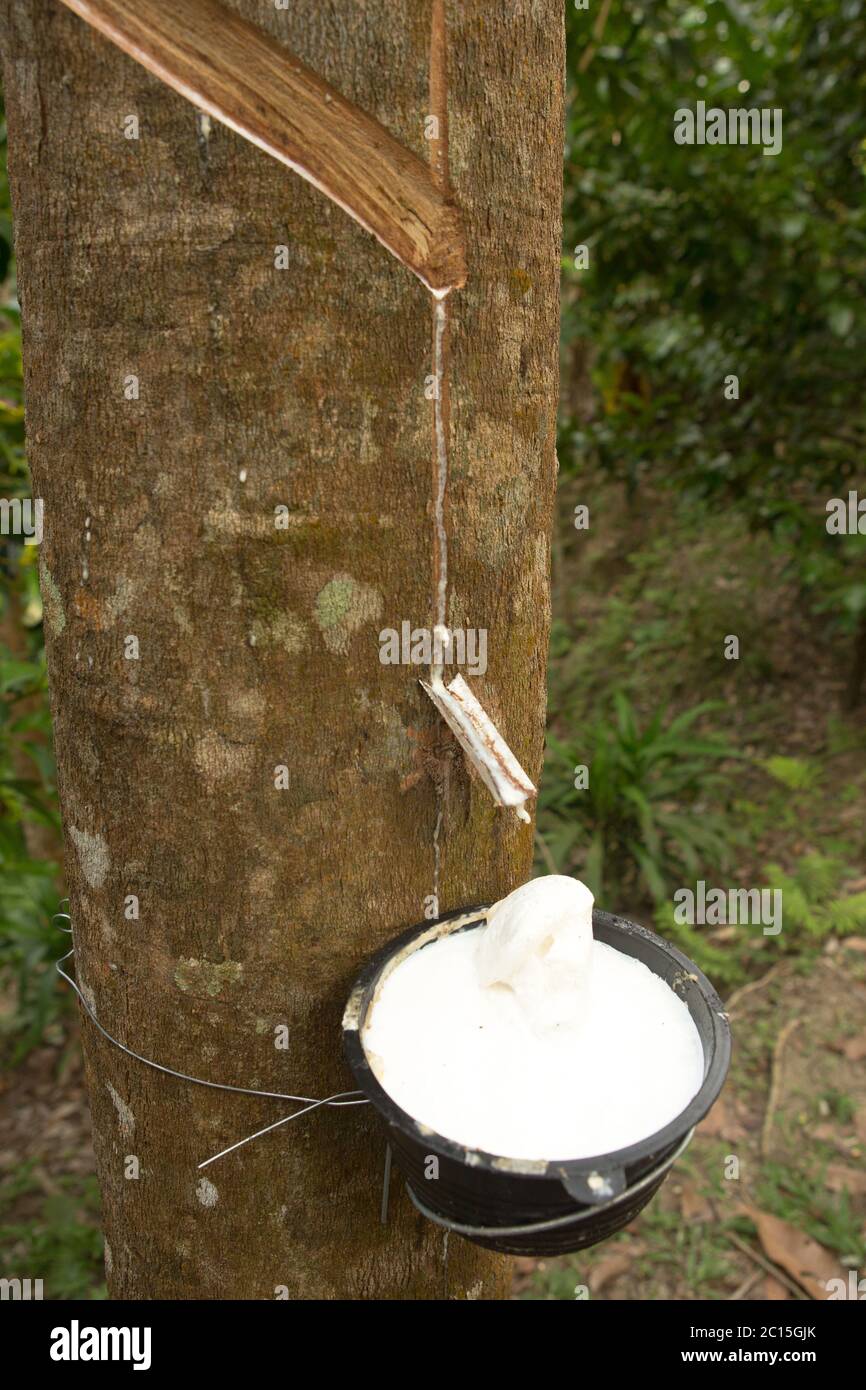 juice of rubber trees to collect for the production of rubber Stock