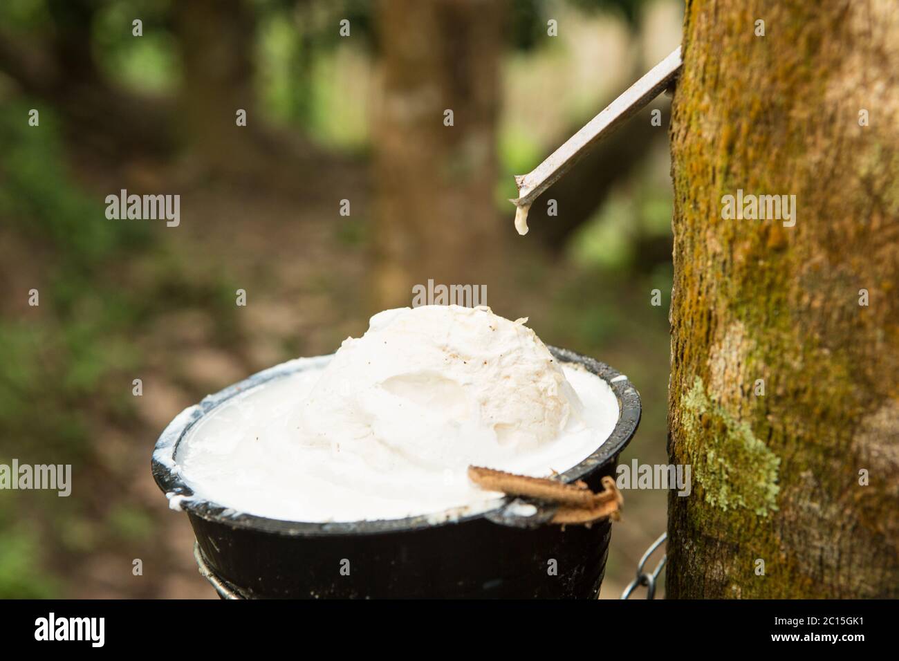 juice of rubber trees to collect for the production of rubber Stock