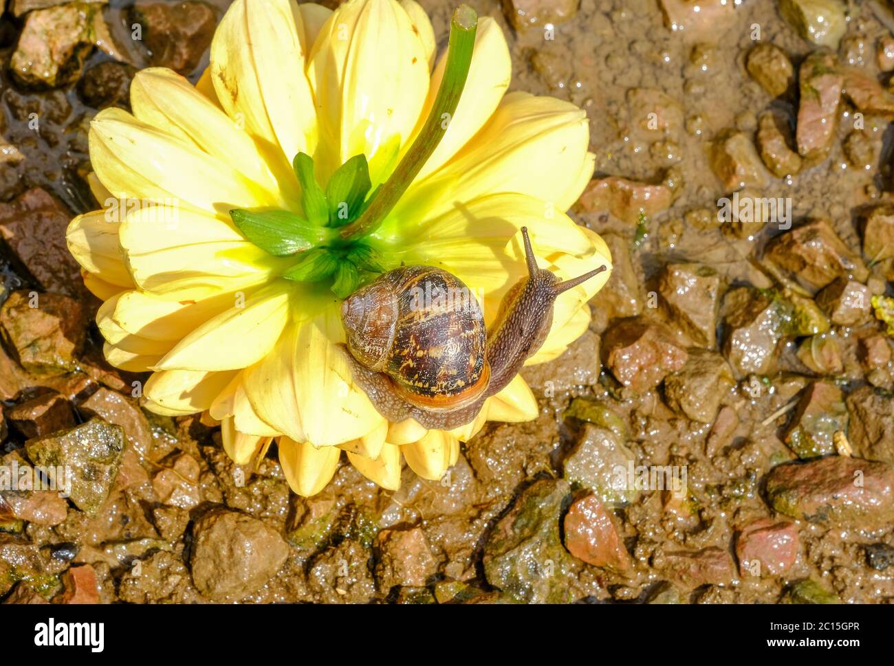 Common Garden Snail Stock Photo Alamy