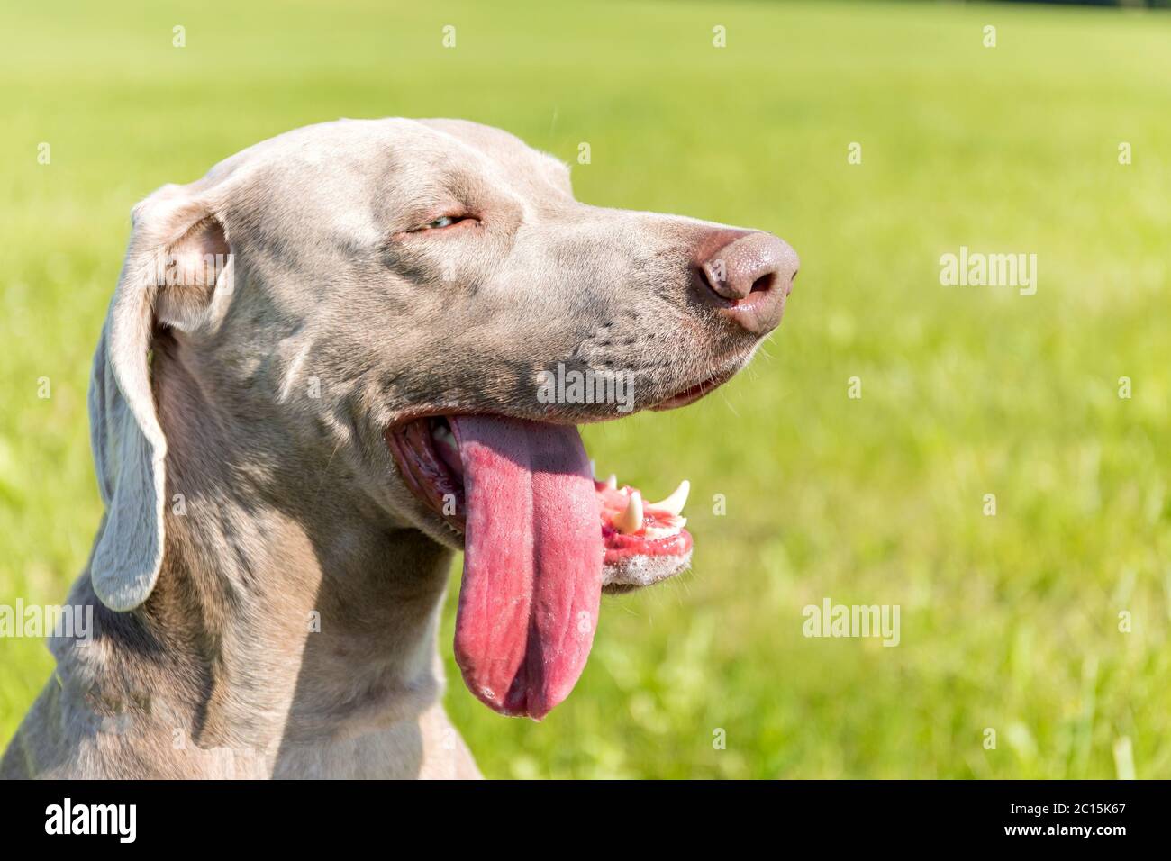 My DOG Keeps Sticking Their TONGUE Out ?? (9 Causes And, 54 OFF