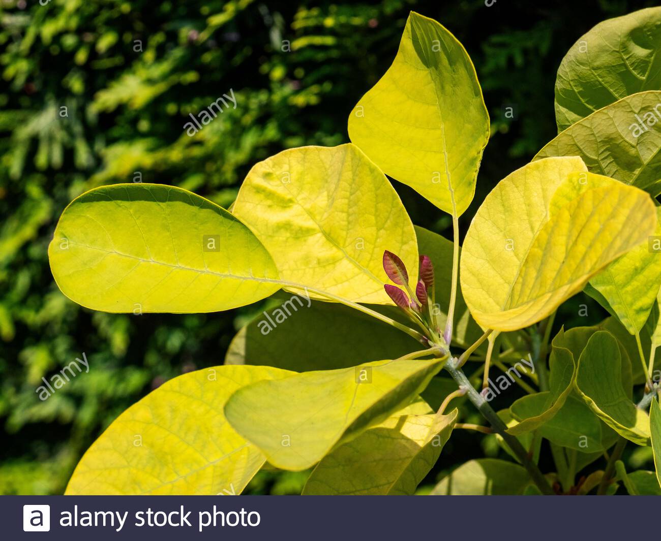 Cotinus Coggygria High Resolution Stock Photography and Images - Alamy