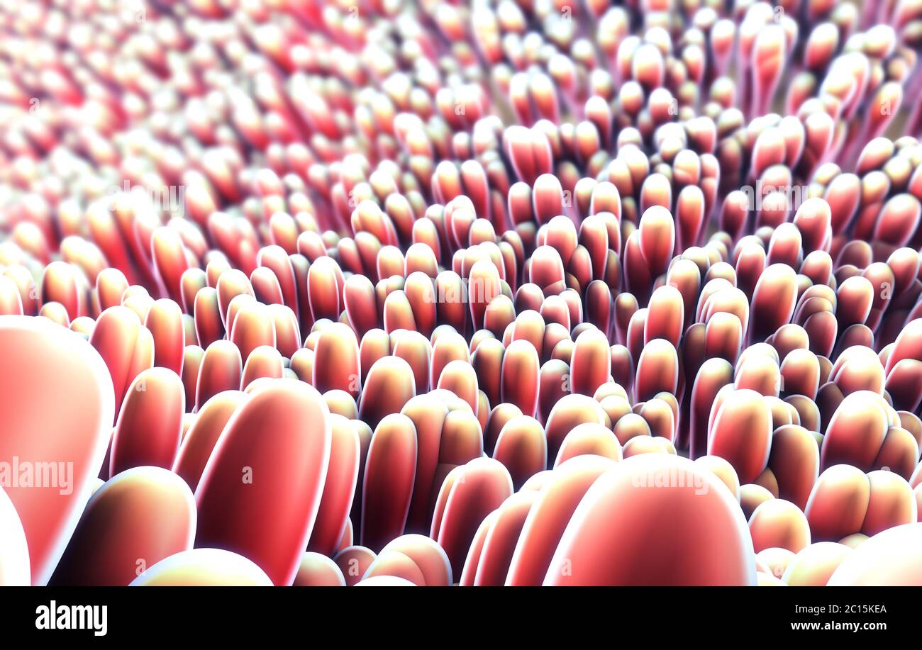 3d illustration of microscopic closeup of intestine villus Stock Photo
