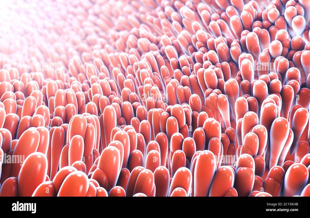 3d illustration of microscopic closeup of intestine villus Stock Photo