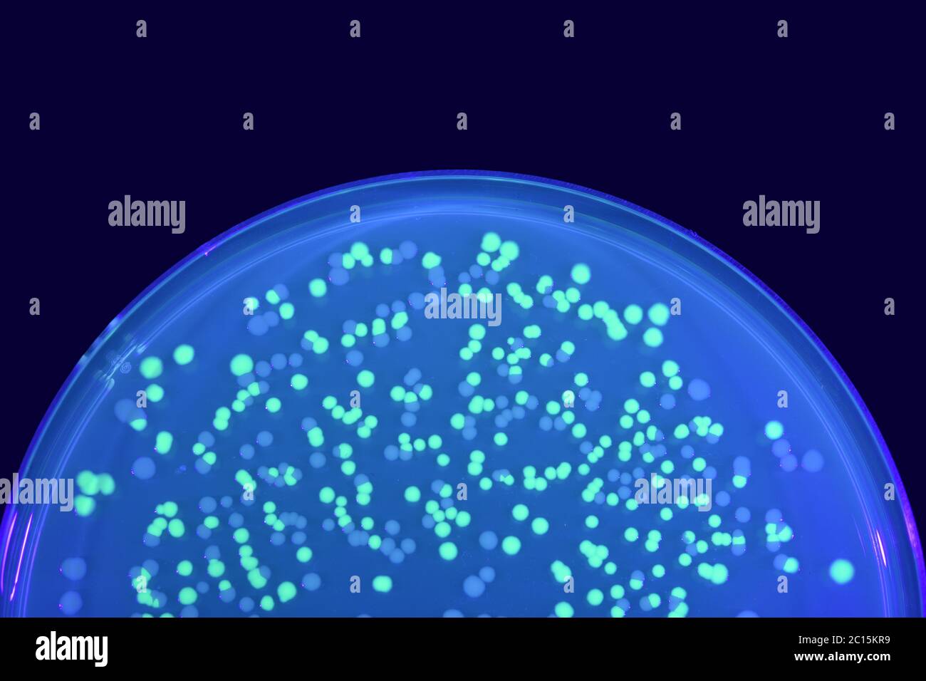 A plate of green fluorescent and normal Escherichia coli colonies Stock Photo