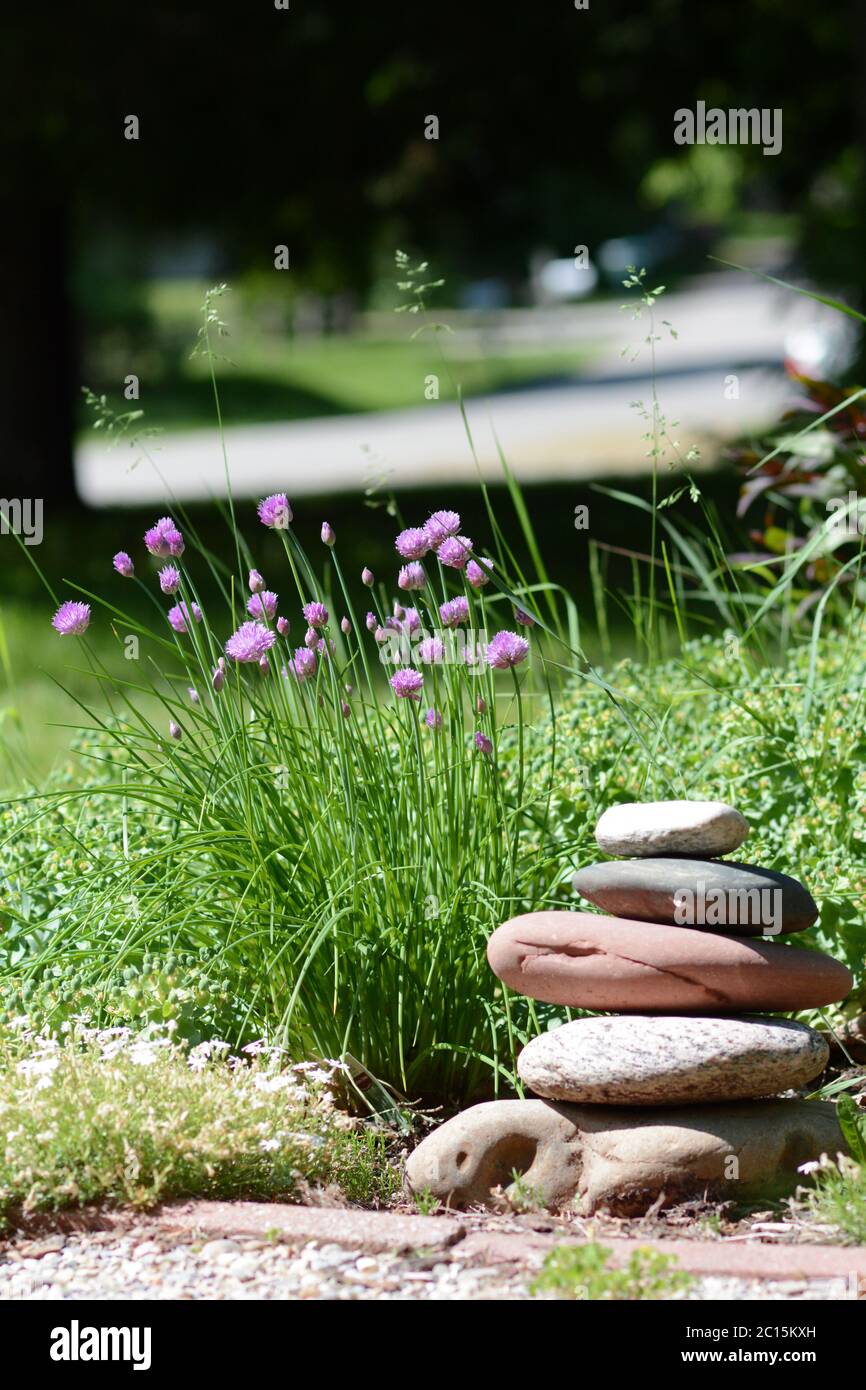 Chives (herb) growing in a garden. Chive blooms. Beautiful garden. Herb garden. Stock Photo
