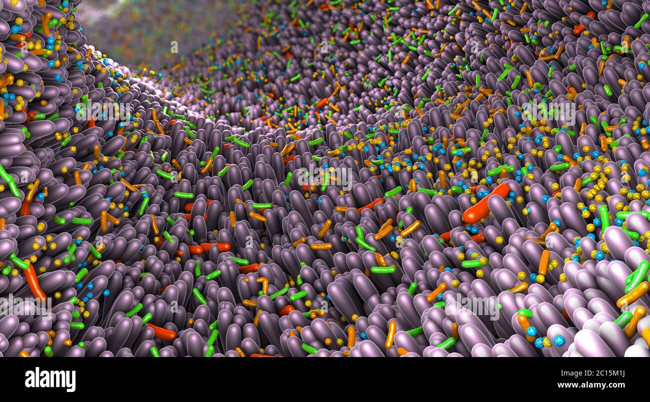 Different germs in the human intestines called microbiome - 3d illustration Stock Photo