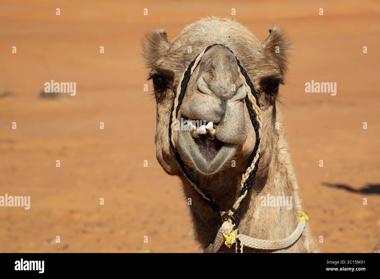 Portrait of dromedary camel in Wahiba Sands desert of Oman, frontal view with absurdly crooked teeth Stock Photo