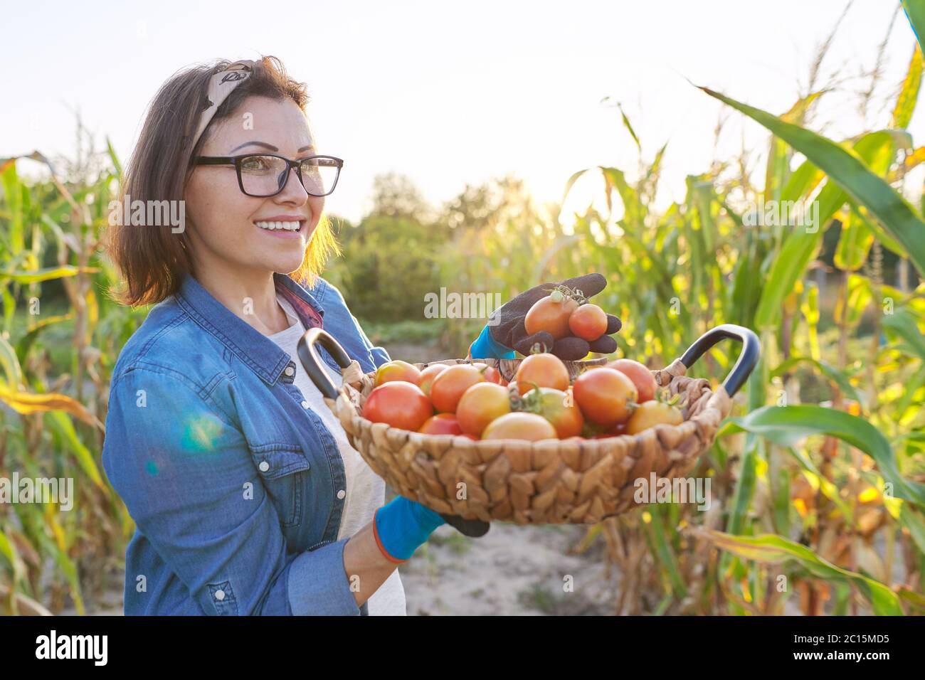 Basket of tomatoes in field hi-res stock photography and images - Alamy