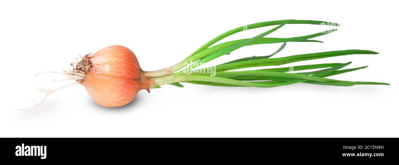 Onion Bulbs With Green Sprouts Stock Photo