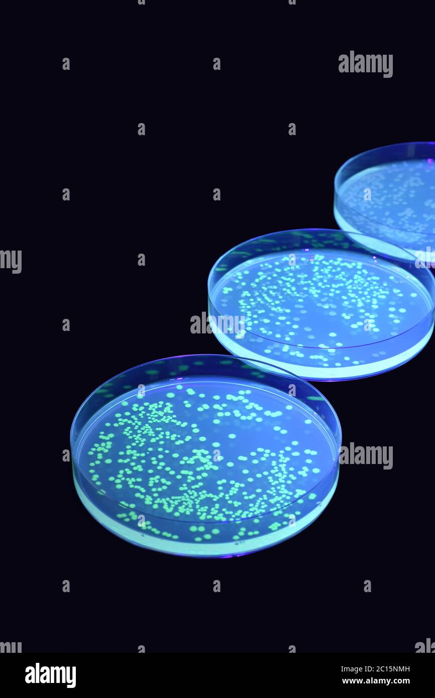 Plates containing glowing Escherichia coli colonies (front and middle) and normal colonies (middle and back) Stock Photo