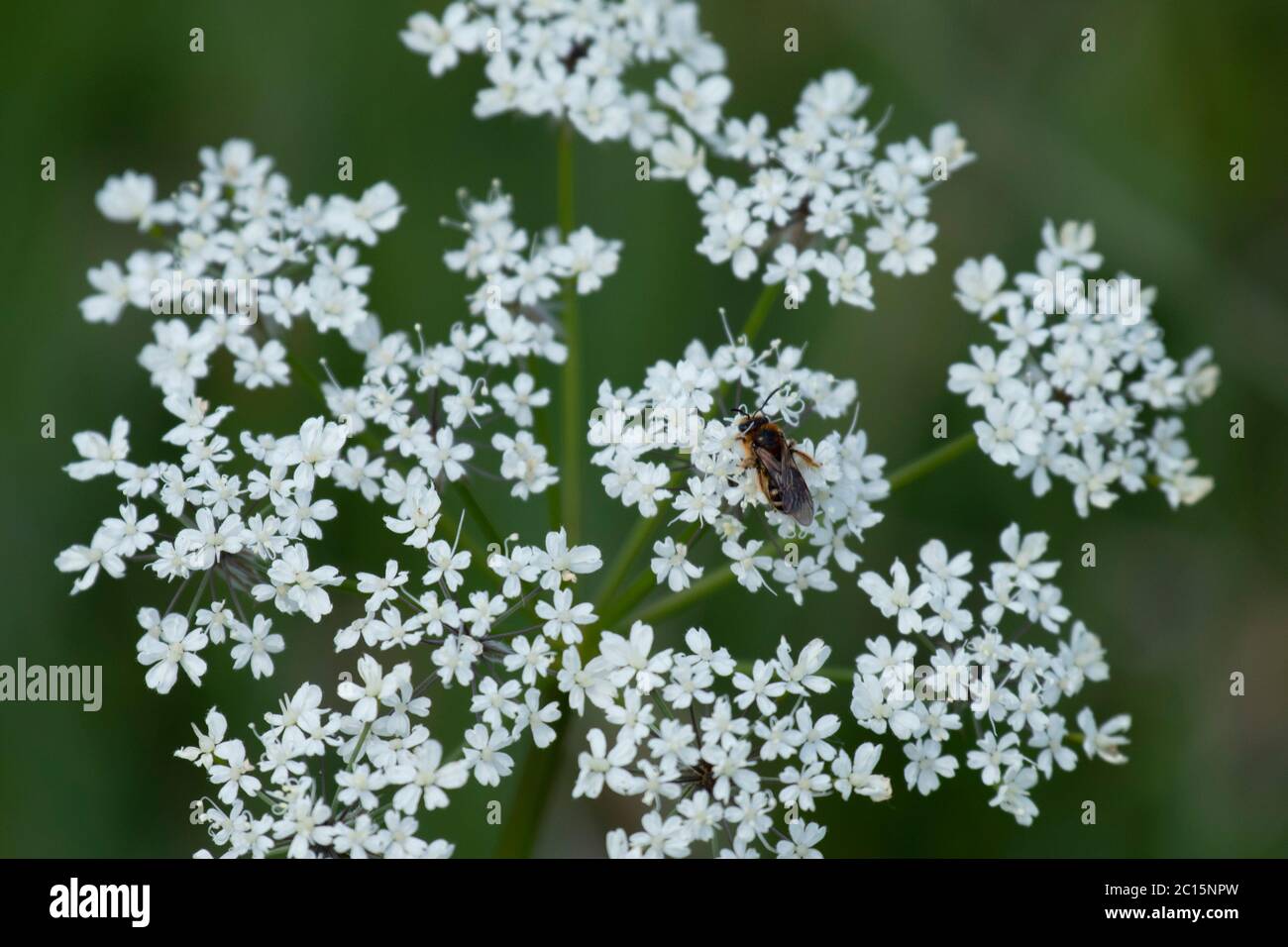 Anthriscus sylvestris cow parsley. Insect on blooming field flowers