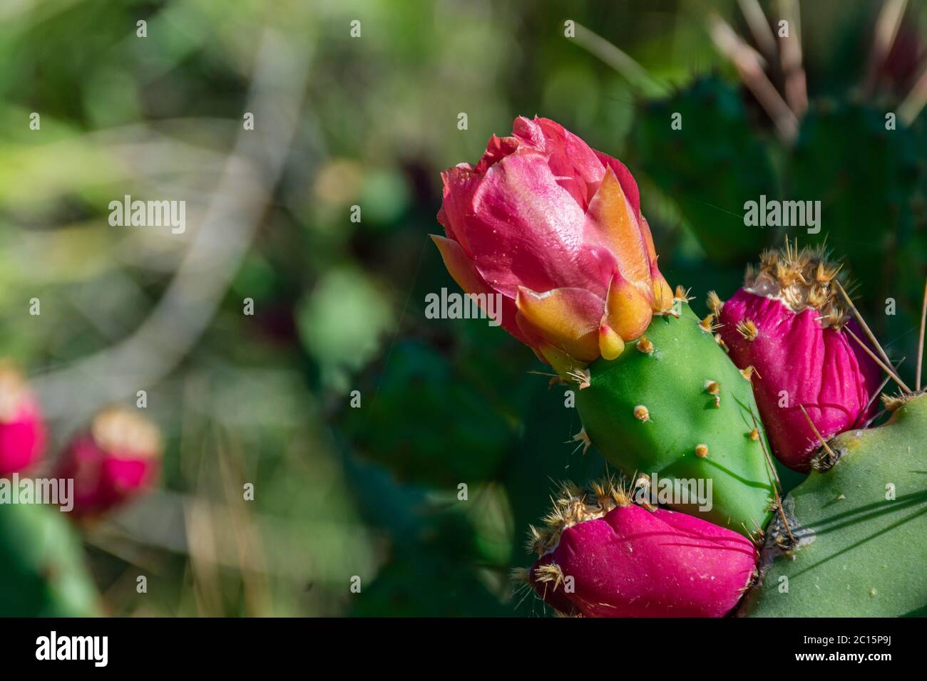 Opuntia ficus-indica or prickly pear, with its flower in spring Stock Photo