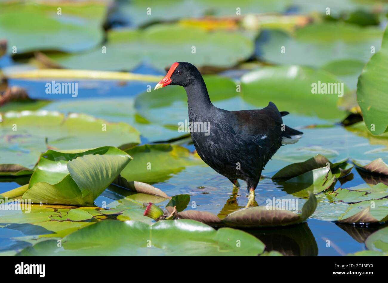 Marsh hen hires stock photography and images Alamy