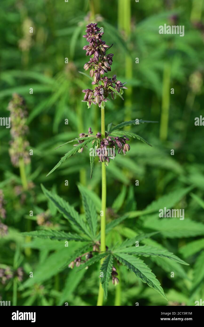 Growing canabis in a field in Germany Stock Photo
