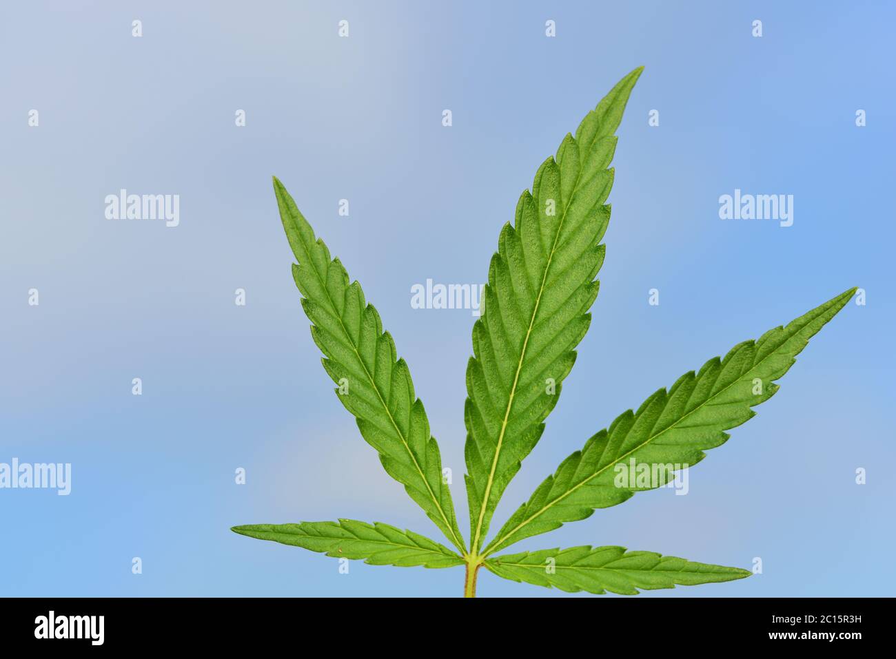 A fresh green leaf of the cannabis plant against a blue sky Stock Photo