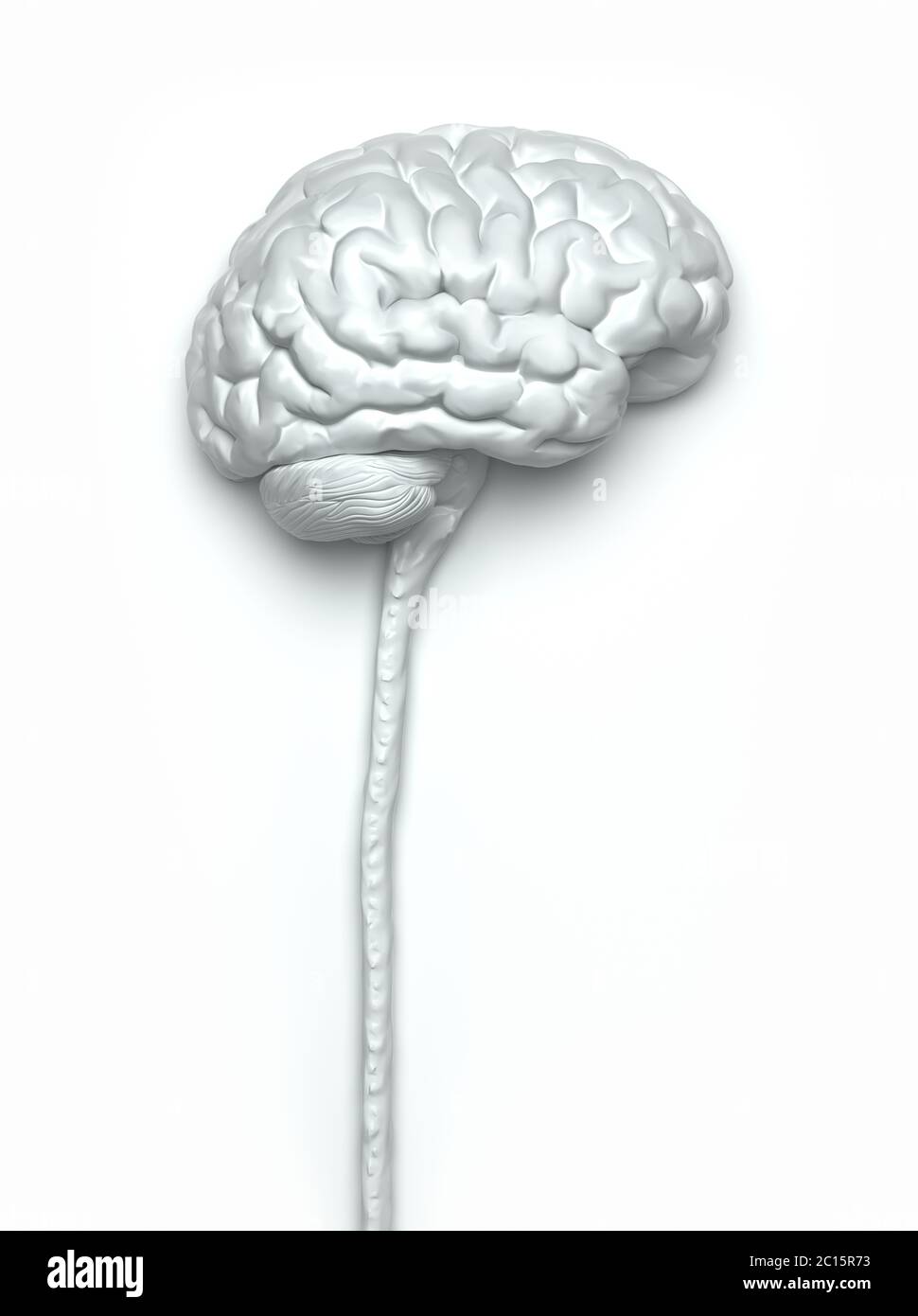 Central nervous system. Brain and spinal cord with clipping path included. Conceptual brain 3D illustration. Stock Photo