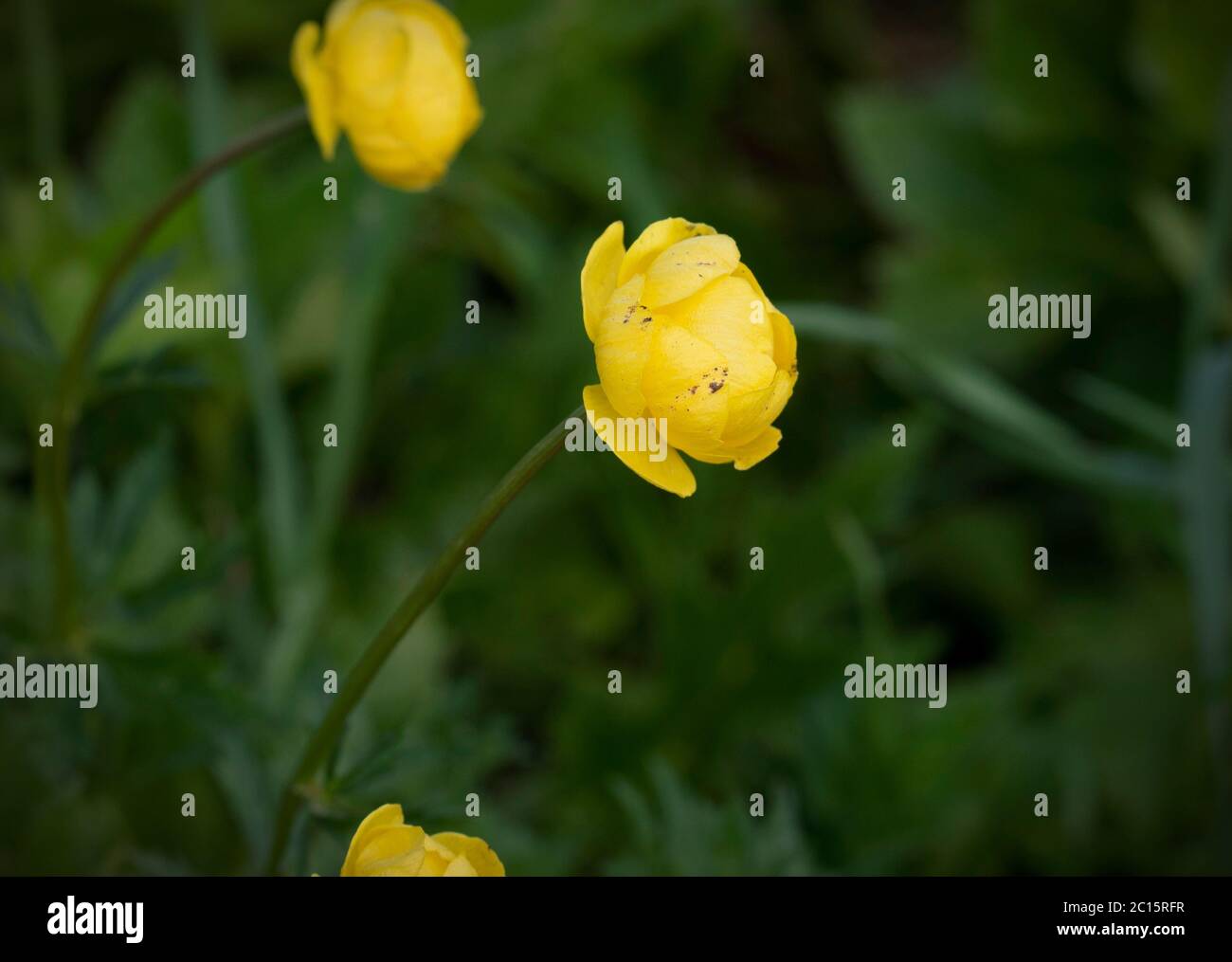 Globe flower in yellow on green background. Beautiful Trollius flowers Stock Photo