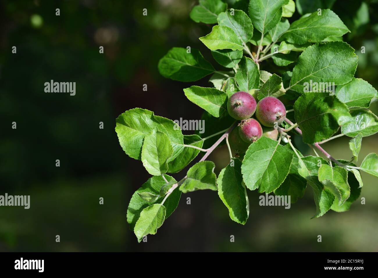 Small red unripe apples on the branch of an apple tree in early summer Stock Photo