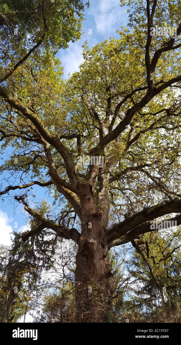 Large oak tree in hi-res stock photography and images - Alamy