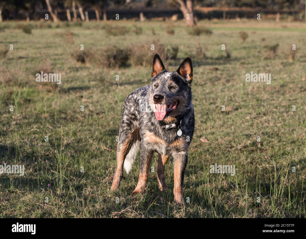 How Do You Stop A Cattle Dog From Nipping