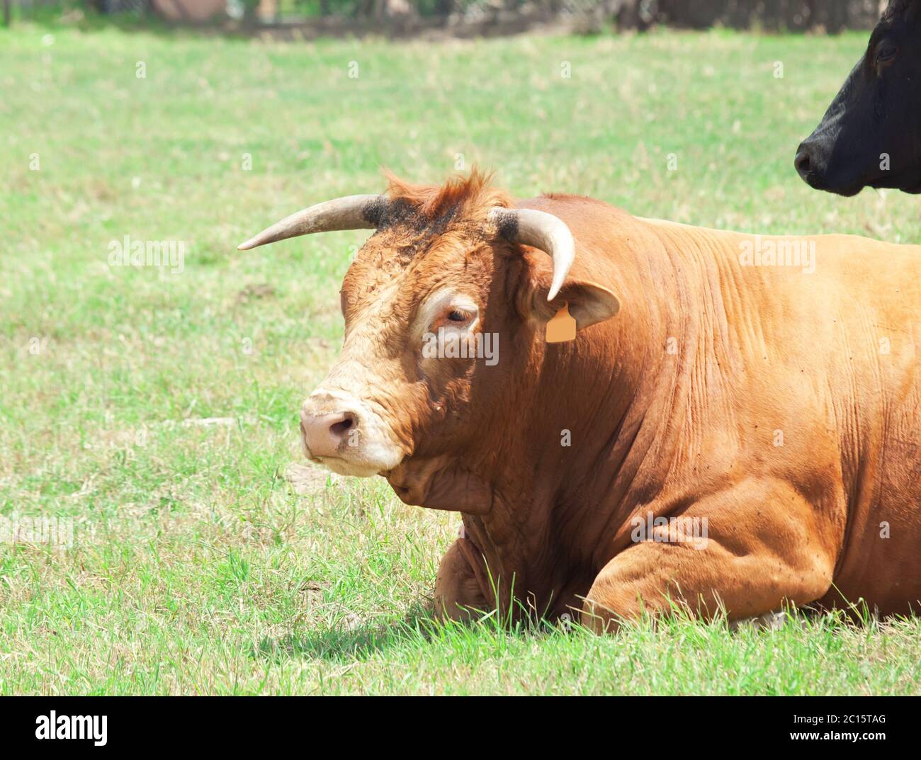 laeing spanish milk bull and cow Stock Photo Alamy