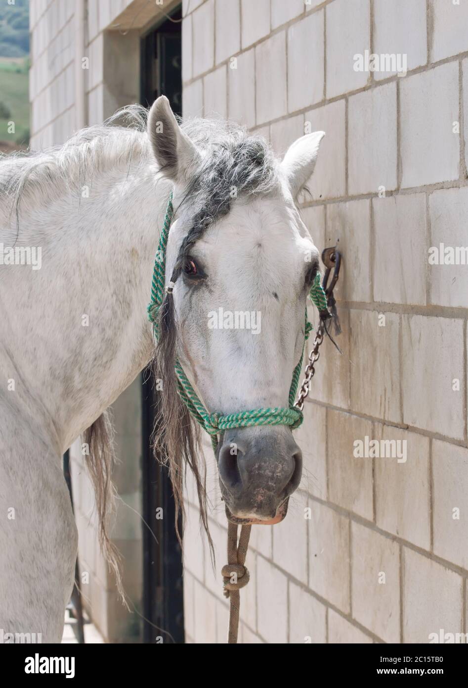 portrait of andalusian stallion near the stable at the rest Stock Photo