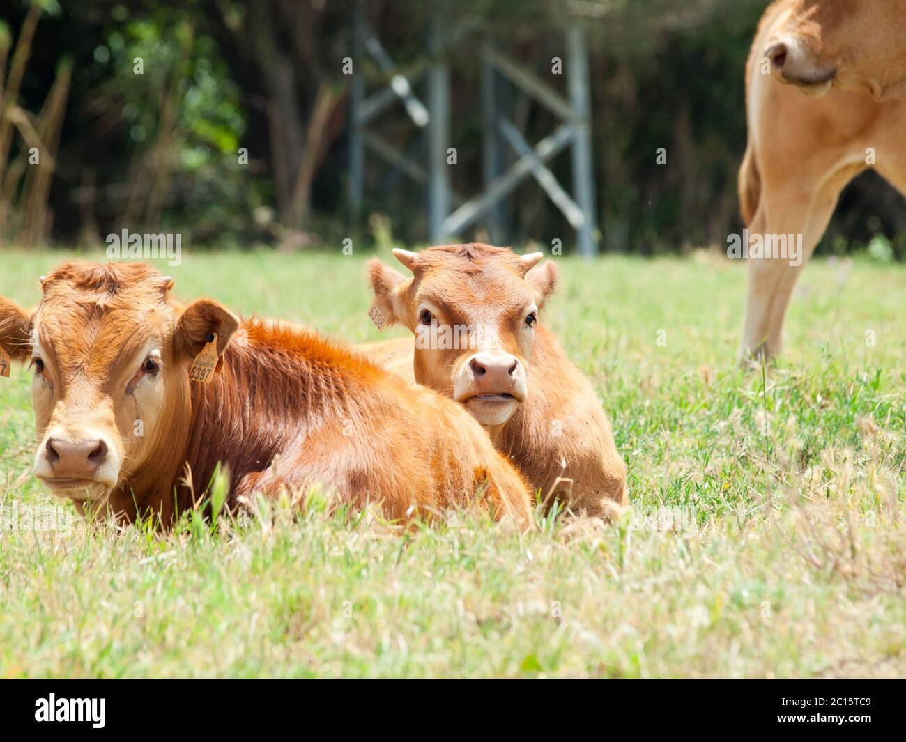 spanish red calves laying in pasture Stock Photo Alamy