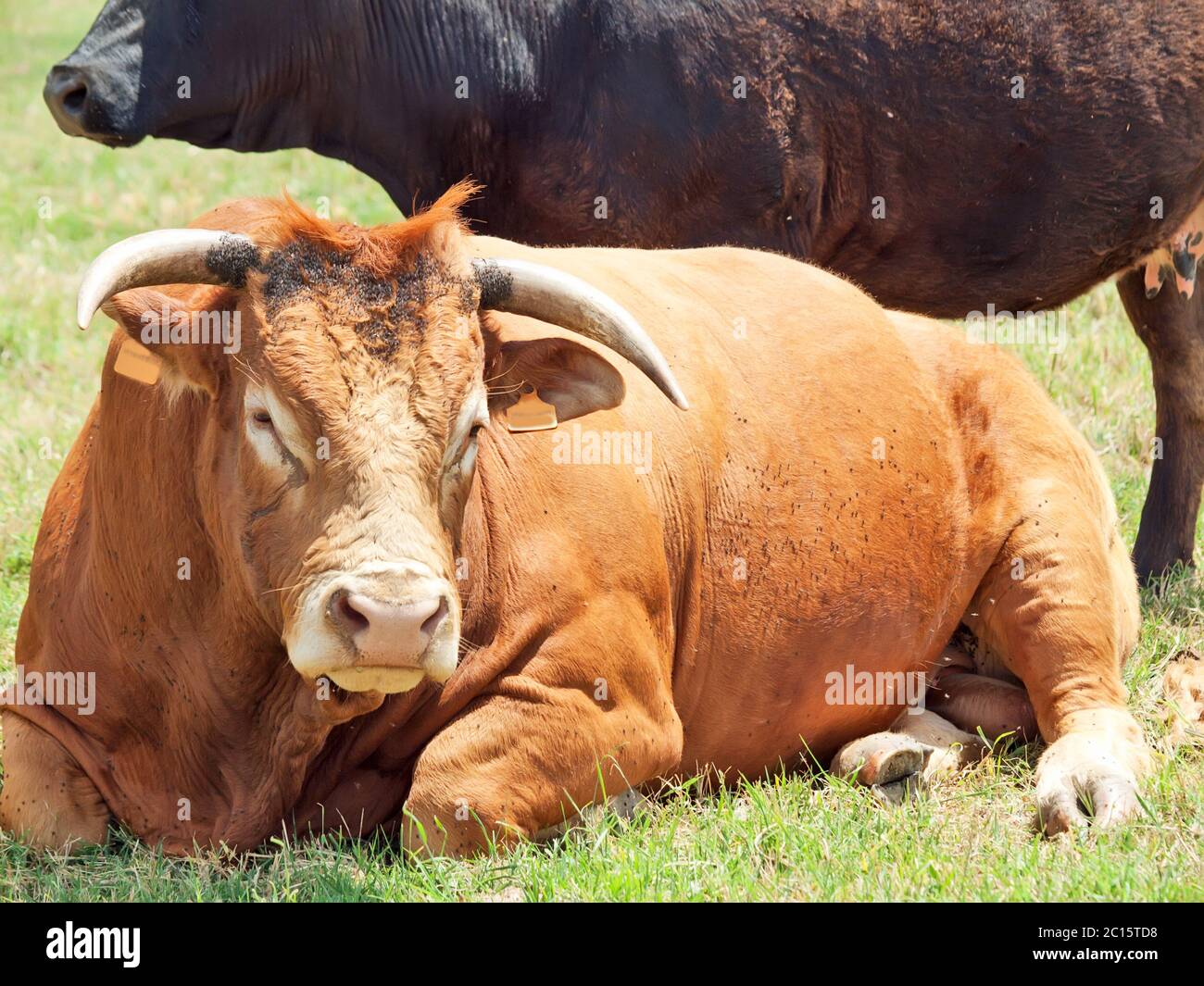 spanish milk bull and cow. Spain Stock Photo Alamy