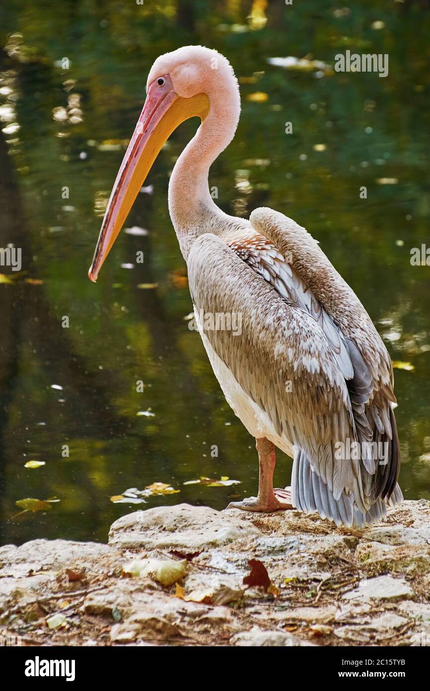 Pelican on the Rock Stock Photo
