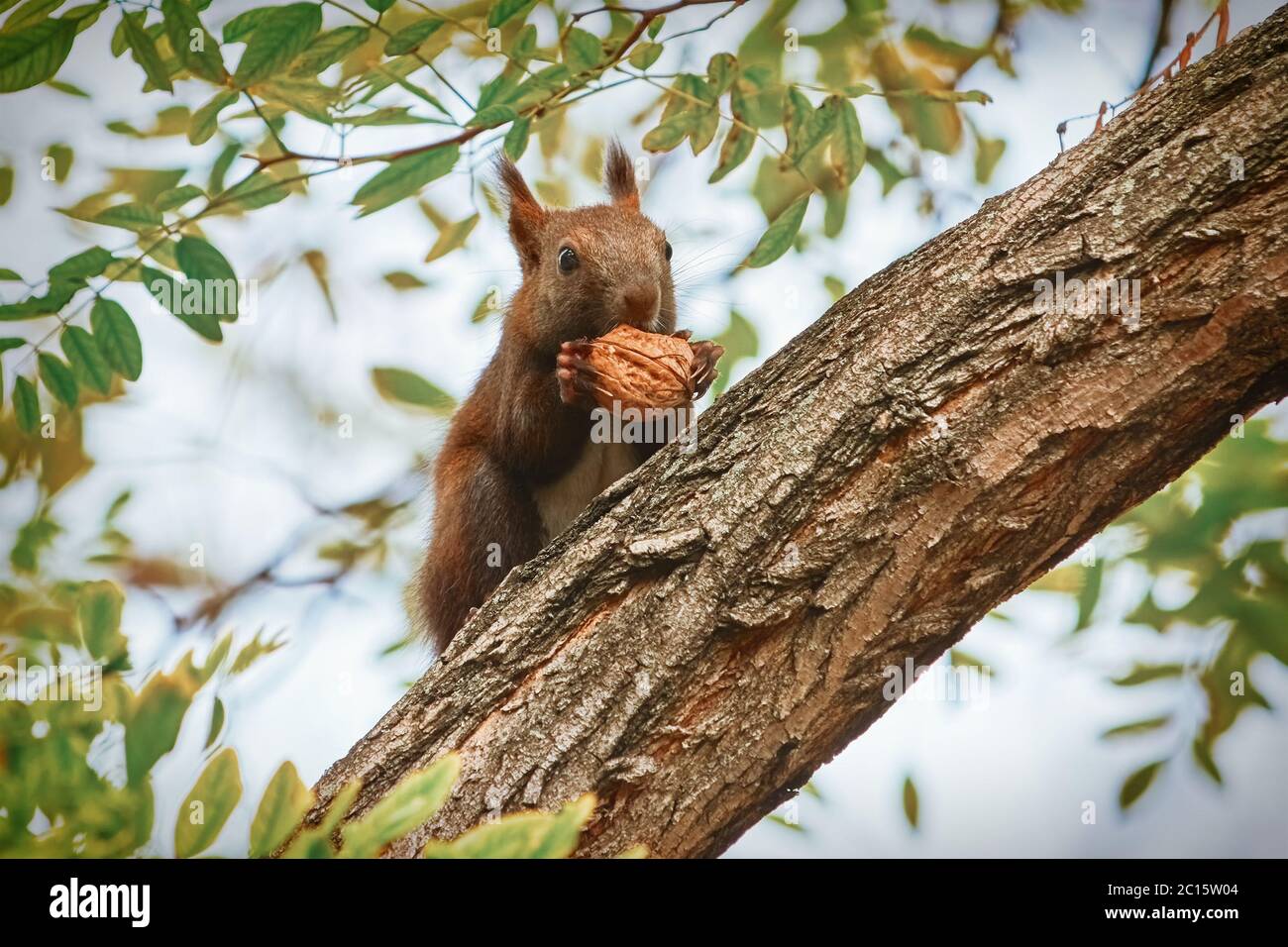 Squirrel with Walnut Stock Photo Alamy