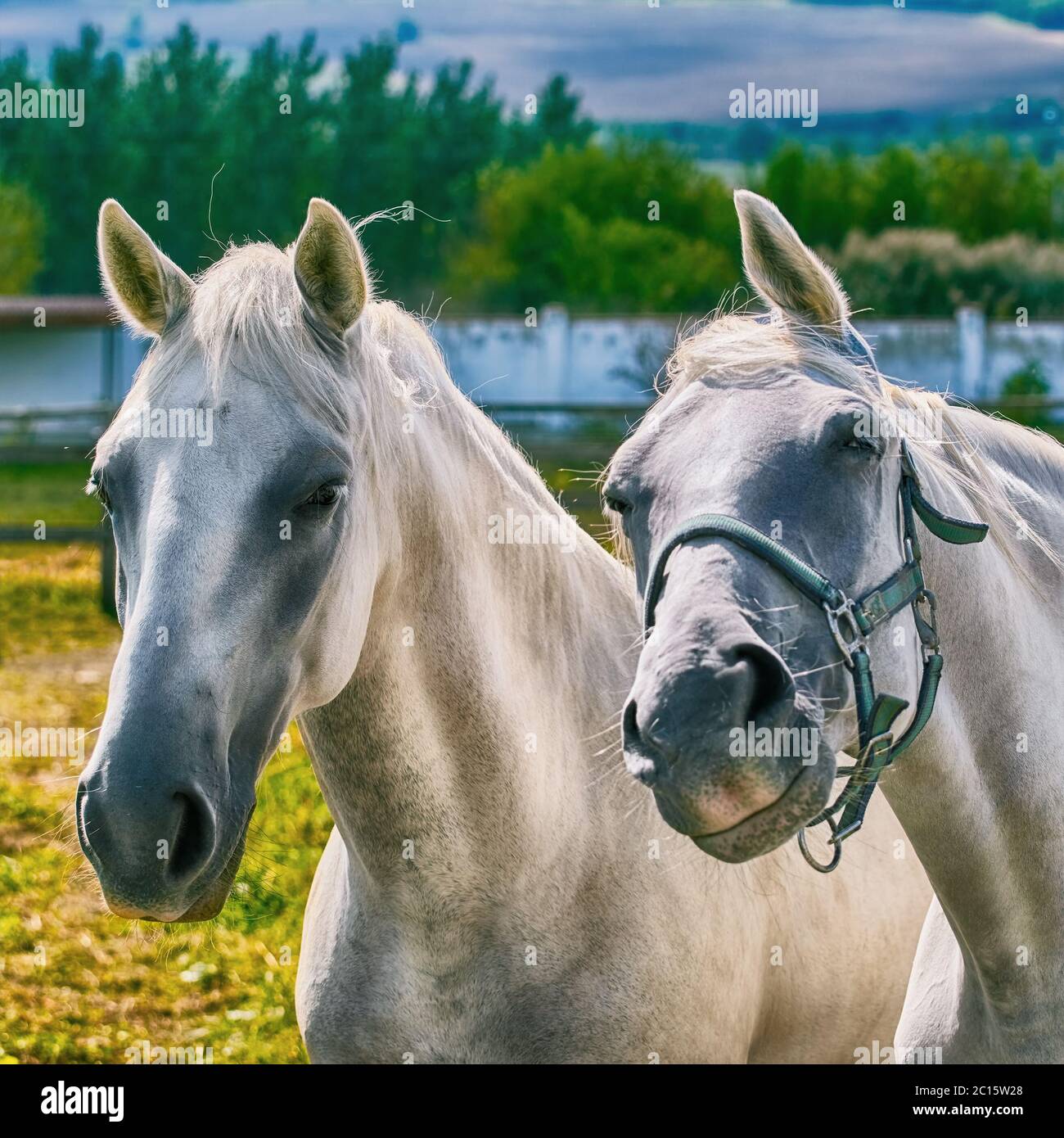 Portrait Of Horses High Resolution Stock Photography and Images - Alamy