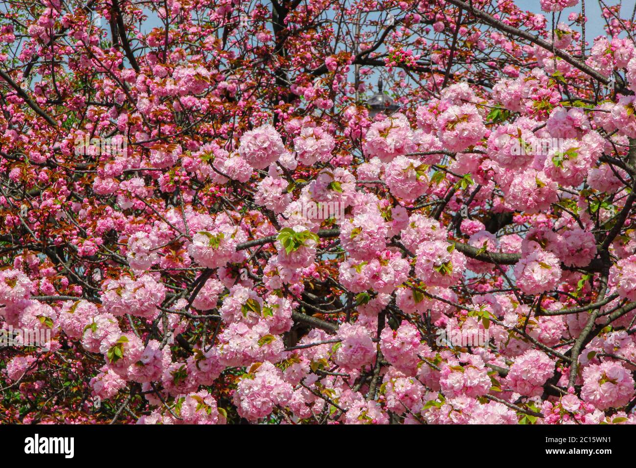 A Japanese cherry blossom tree in spring (sakura Stock Photo Alamy