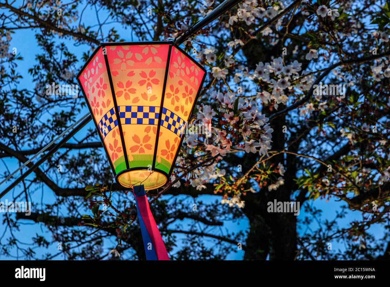 Japanese lantern at dusk, surrounded by cherry blossom trees (sakura). Stock Photo