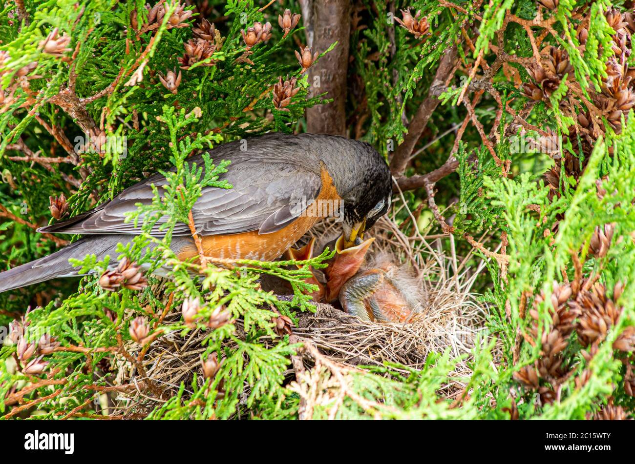american robin nest with babies with parent feeding Stock Photo