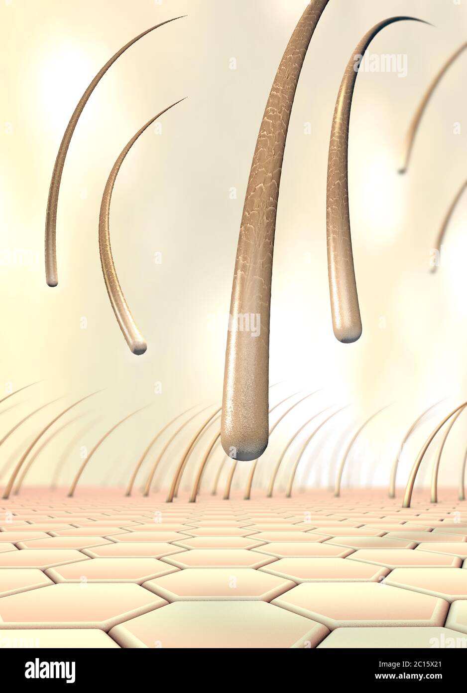 3d illustration of several falling hairs that detach from the skin
