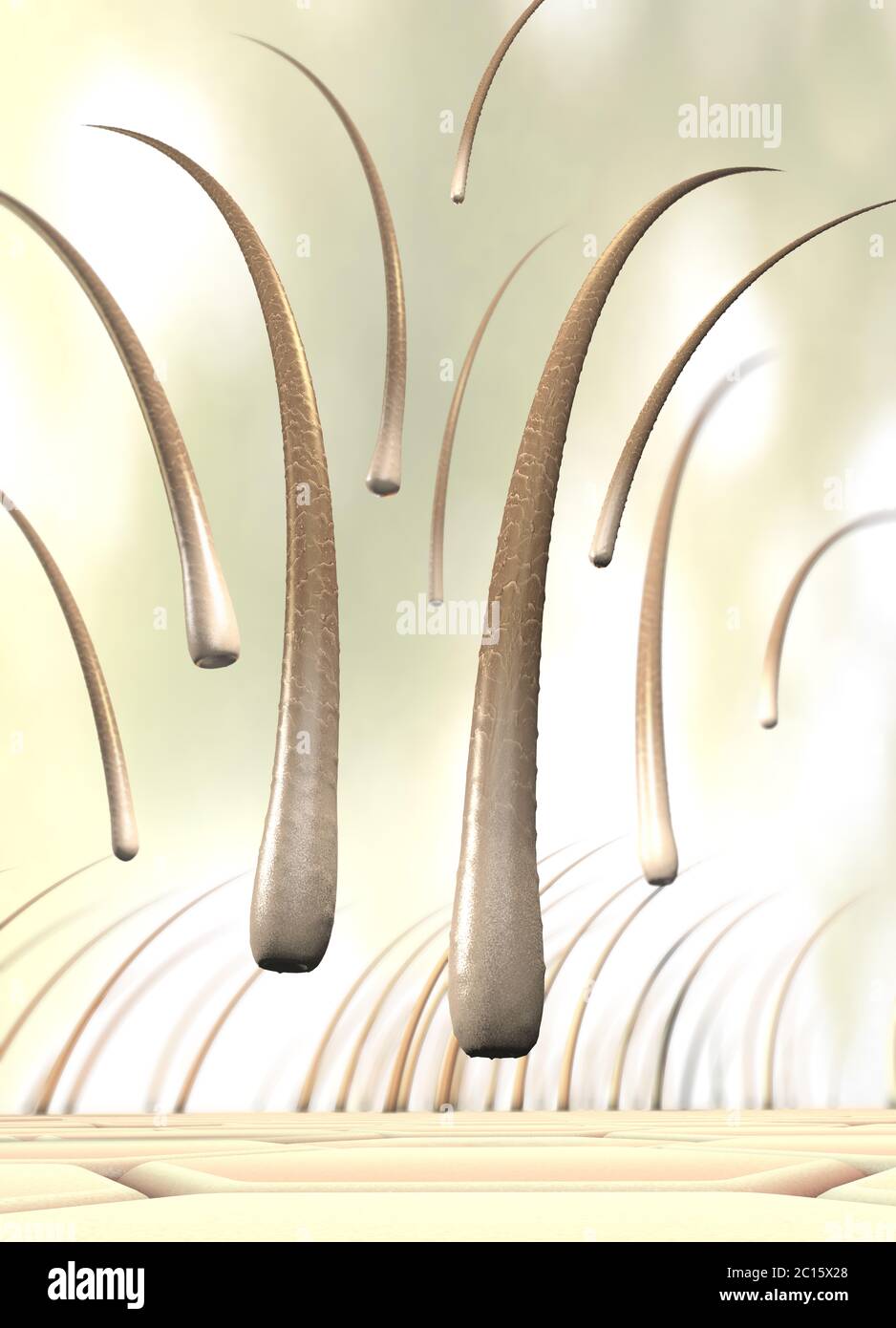 3d illustration of several falling hairs that detach from the skin called hair loss Stock Photo