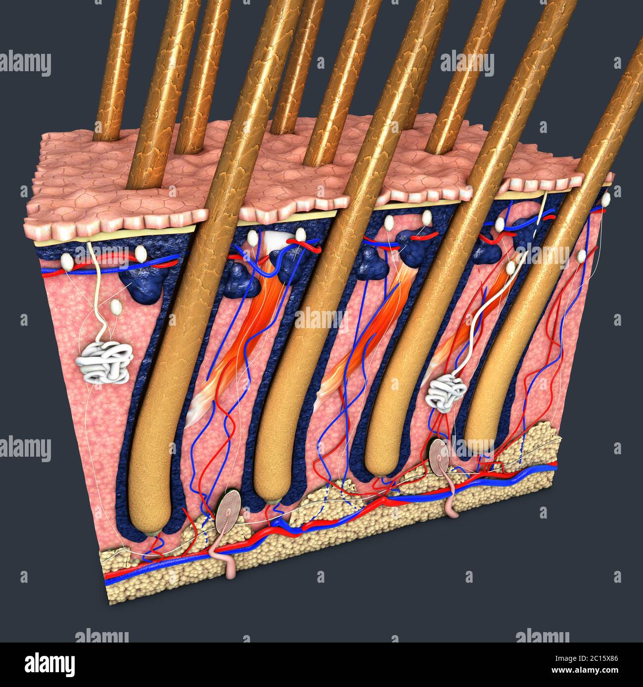 Skin part with a cross section of the human skin with hair follicle or